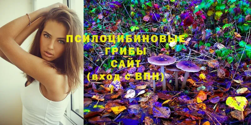 где найти наркотики  Александров  Галлюциногенные грибы Psilocybe 